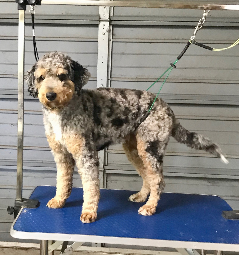 haircuts for aussiedoodles
