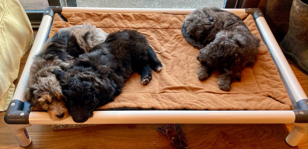 Outdoor Dog Beds  Kuranda Dog Beds®