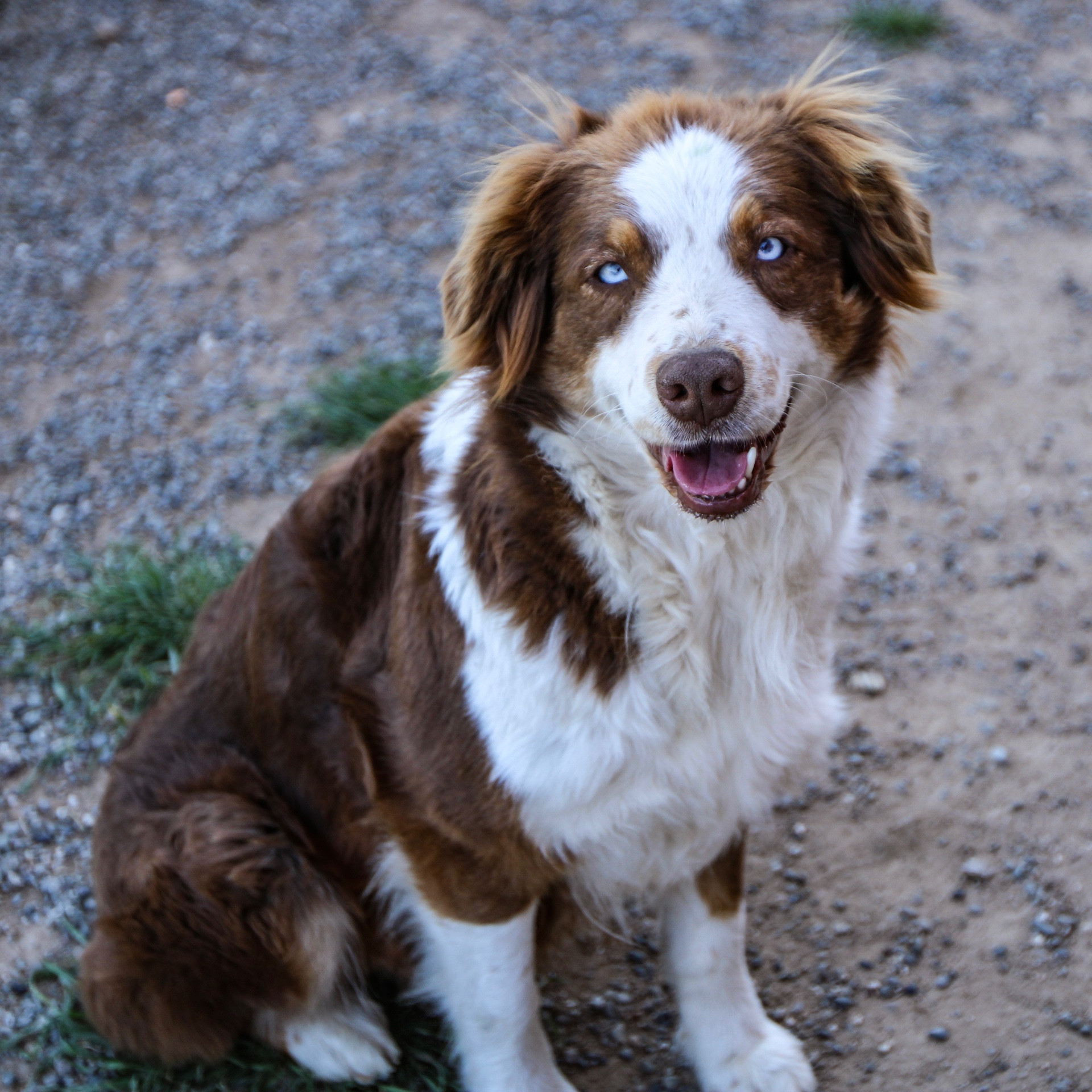 Australian Shepherds: A complete trait guide - Breed Deets - Ollie Blog