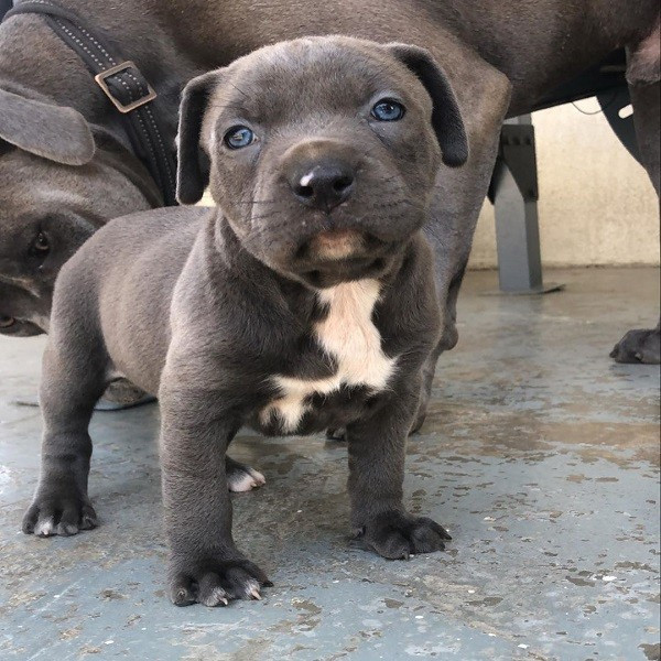 Pitbull Puppies For Sale Pitbull Puppies Pit Bull Puppies For Sale