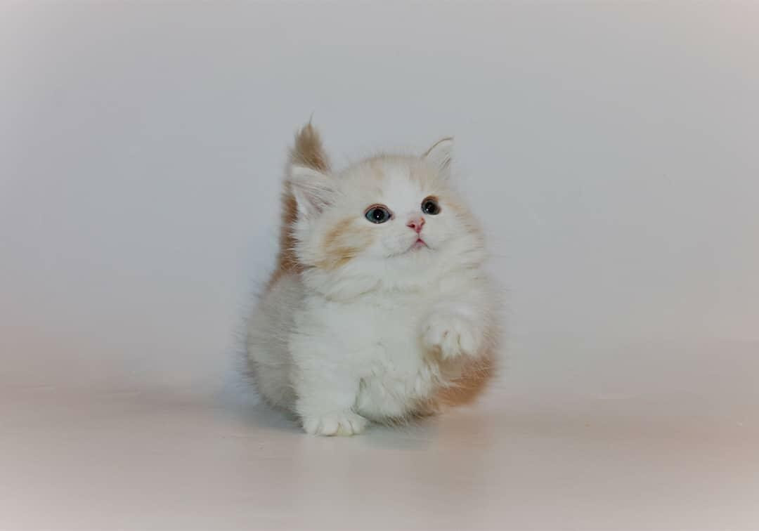 Napoleon kittens for sale best sale near me