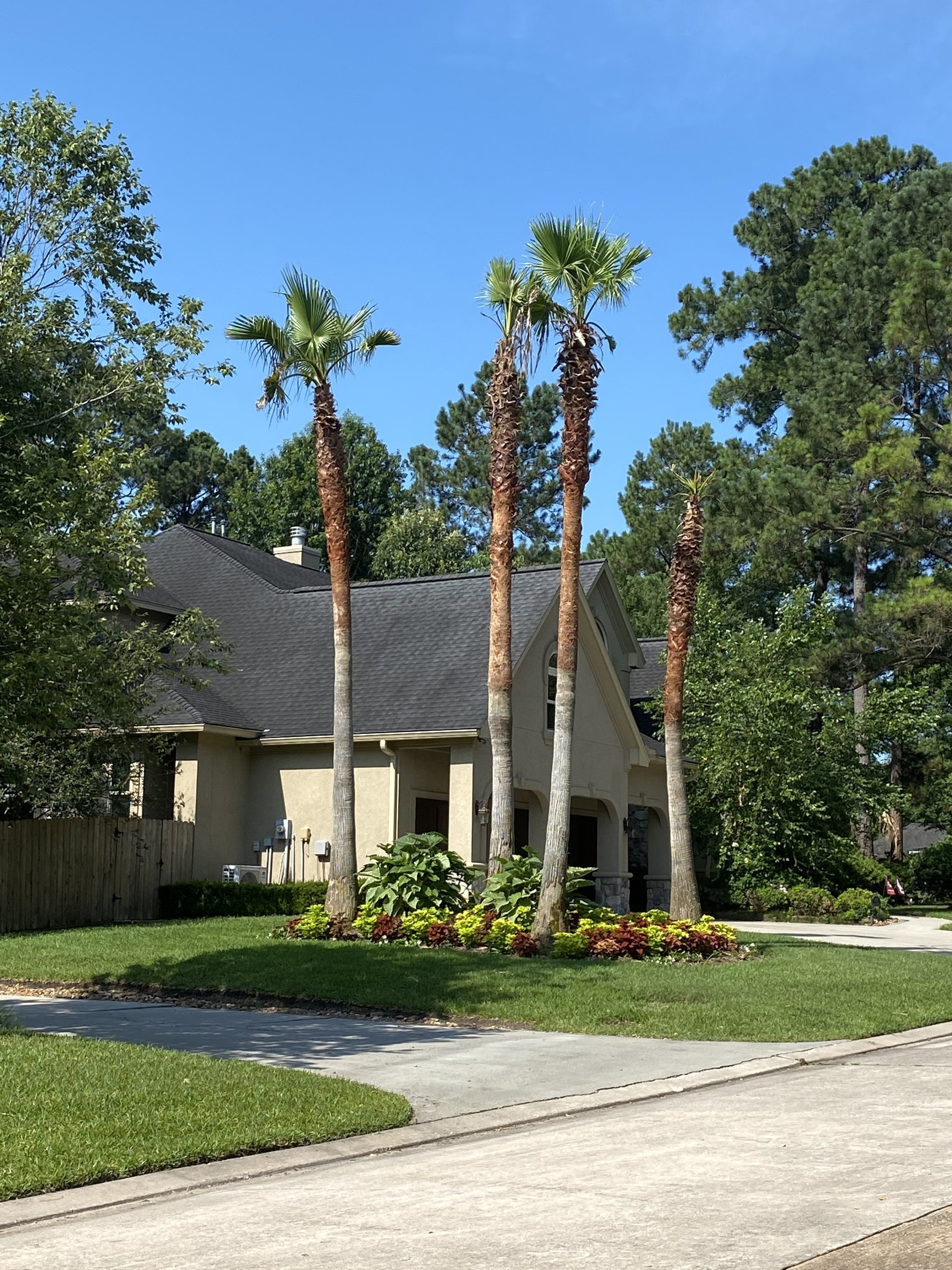 Perfectly Trimmed Palms Tree Trimming & Removal Service