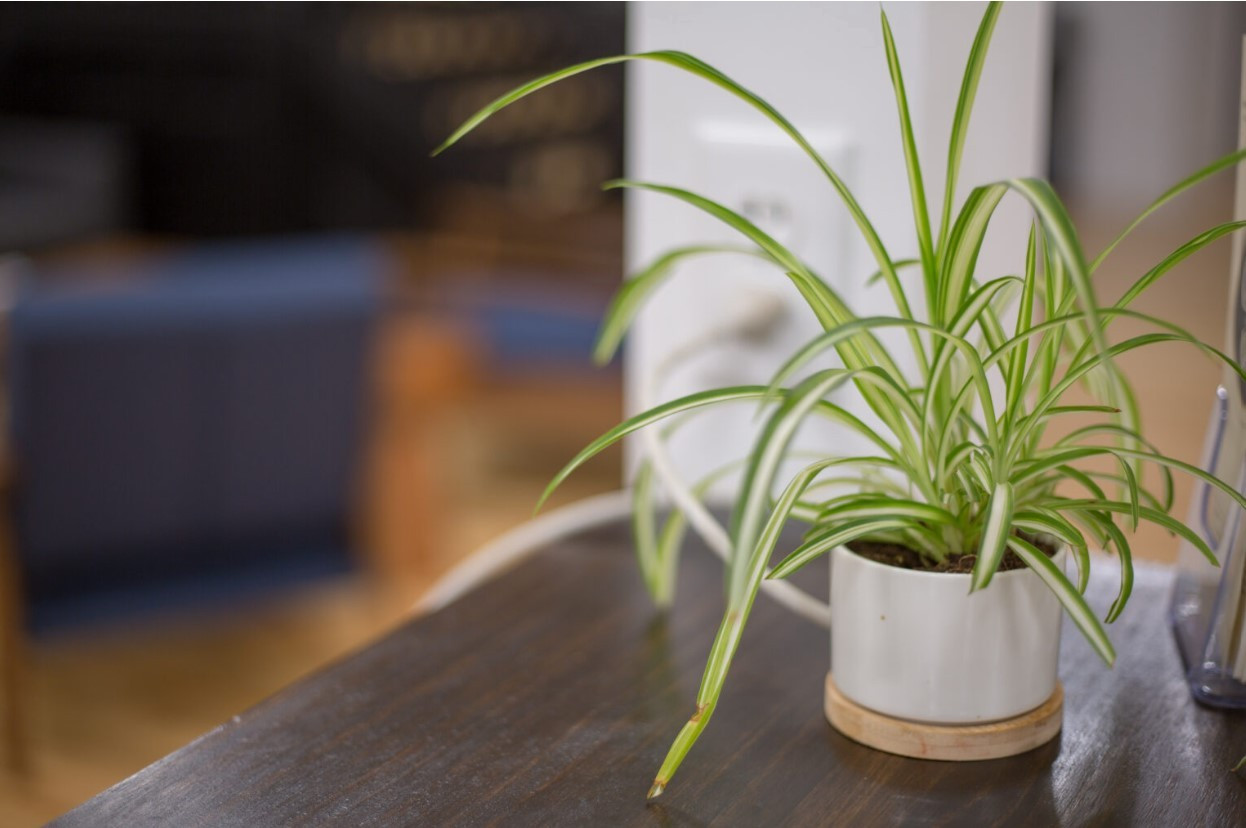 NestWyze spider plant care the best plant for beginners
