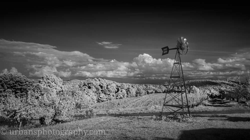 Infrared black and white image from Peaks of Otter Vineyard.