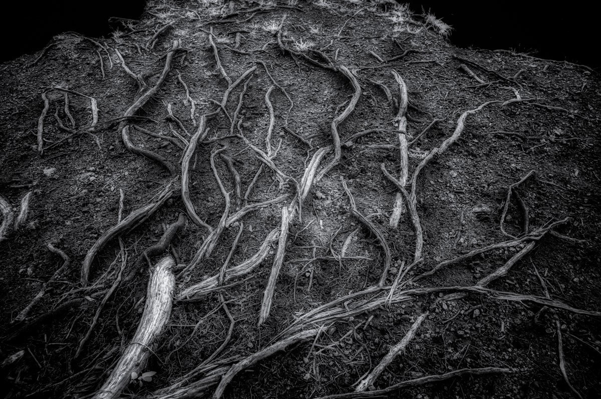 Roots - A invisible light image of a weave of roots in Tims Ford State Park, Tennessee captured in black and white infrared showing the trees roots just above the surface due to erosion.