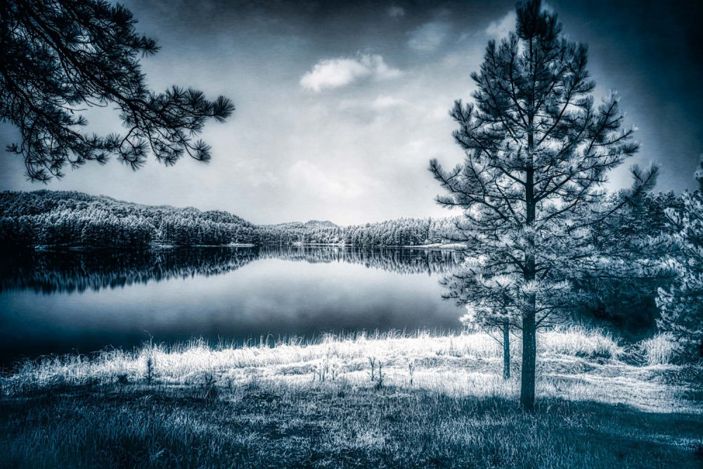 Whispers of Enchantment: The Pine Tree Guardian of the Lakes Edge