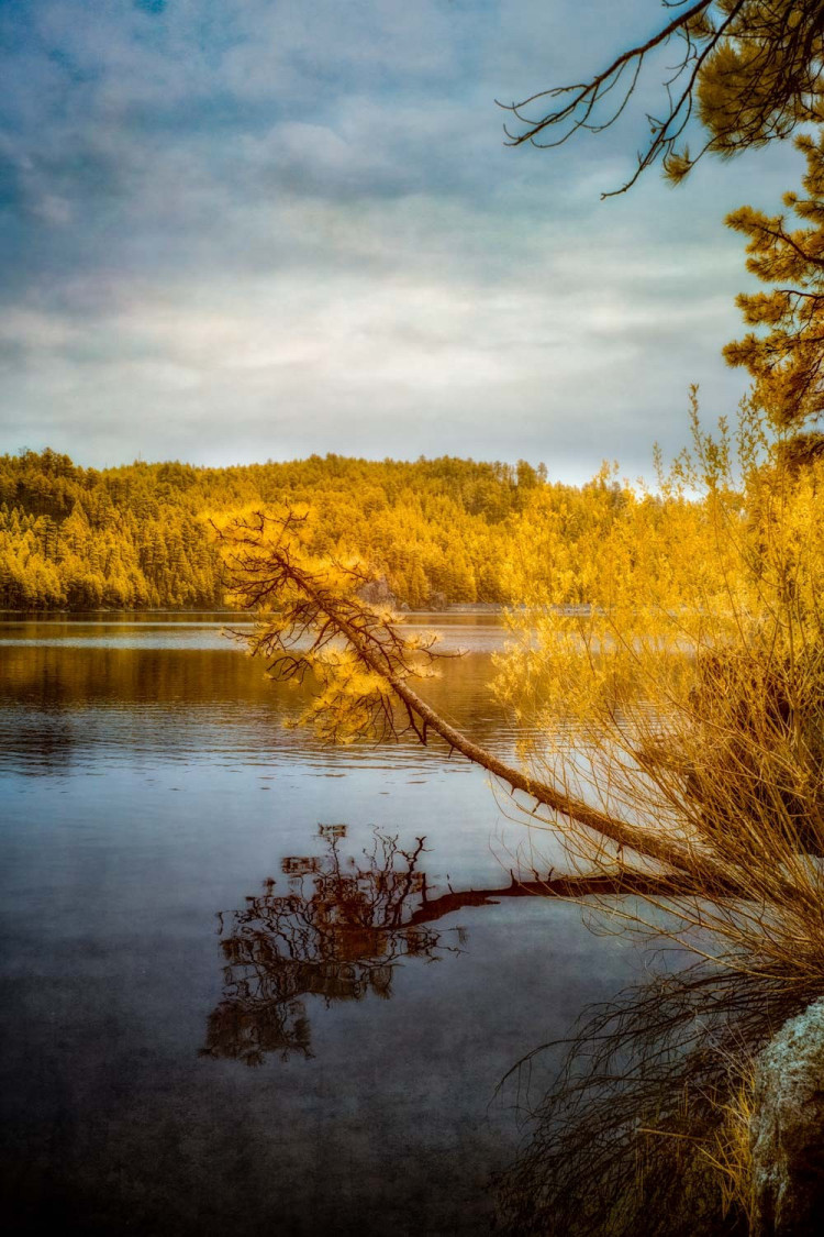 Shadows and Reflections: Overhanging Trees on Center Lake