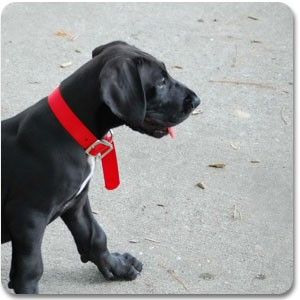 Pleasant Valley Kennels and Cattery