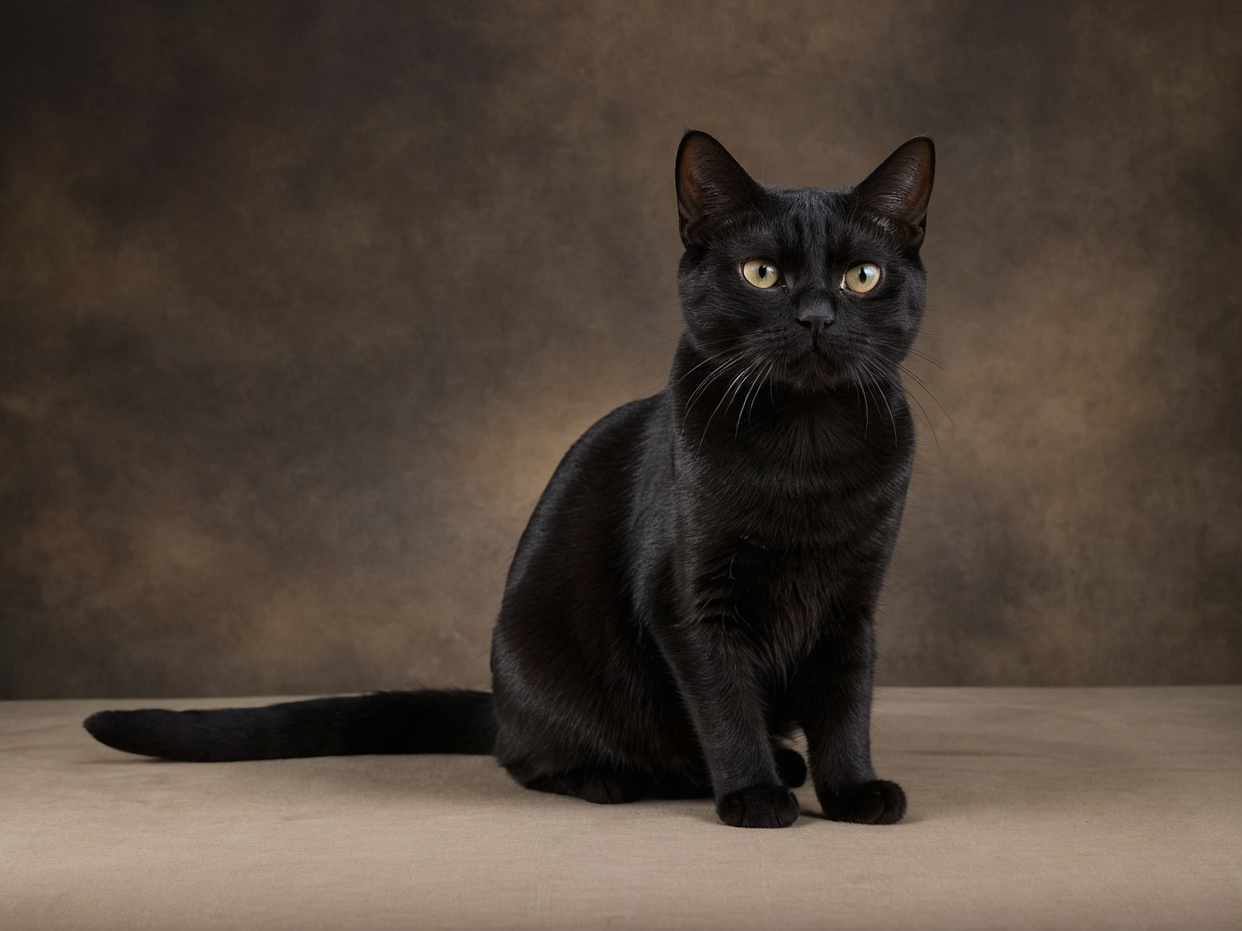 A all Black American shorthair cat