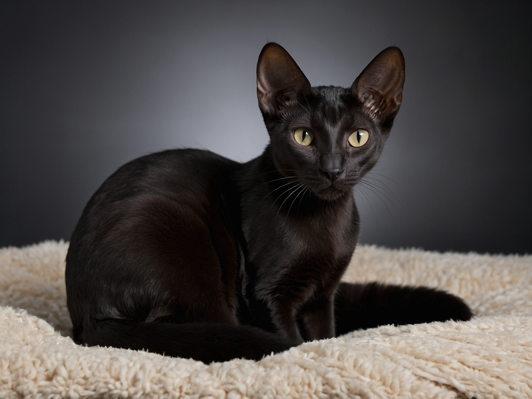 A Black Oriental Shorthair Cat