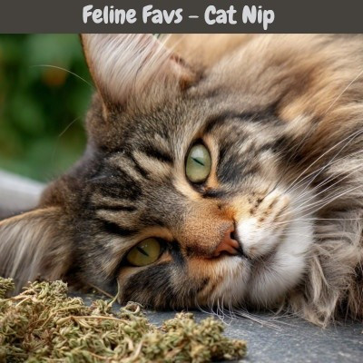 Organic catnip