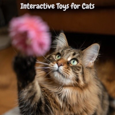 Interactive cat toys set