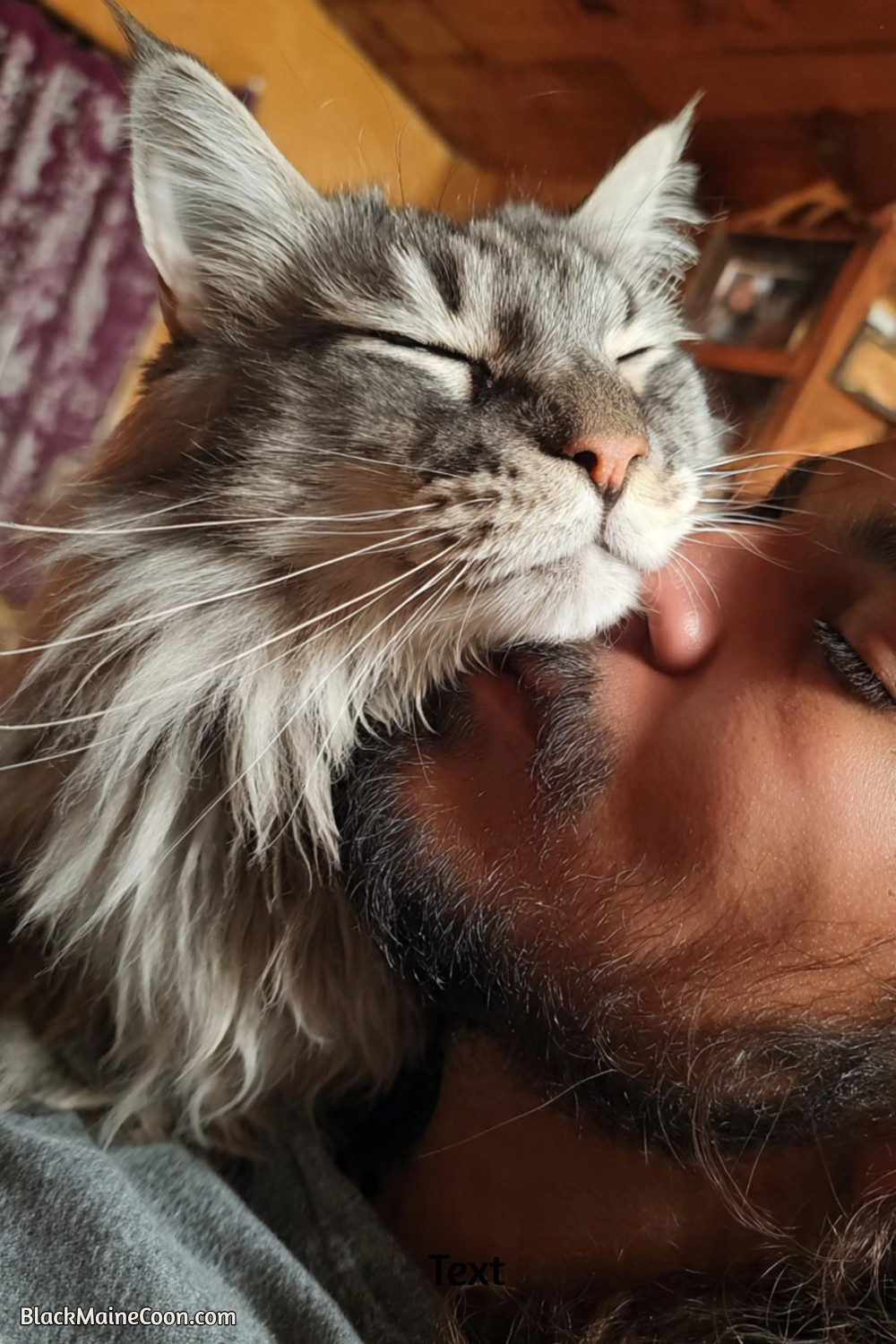 a maine coon cat sniff and snooze test