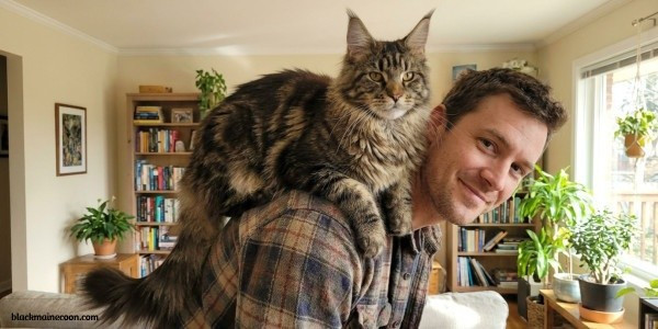 maine coon cat perched on his humans shoulder like a parrot