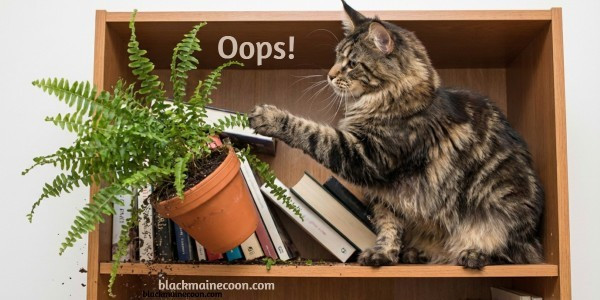 maine coon cat knocking plant off shelf
