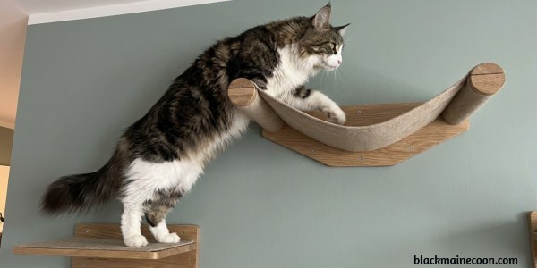 maine coon climbing on his wall hammock