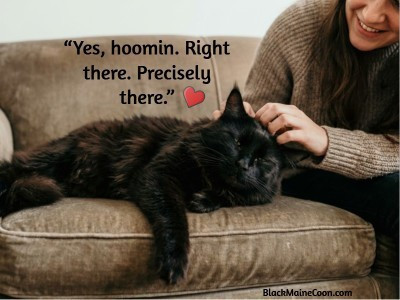 black maine coon getting a deep head stratch