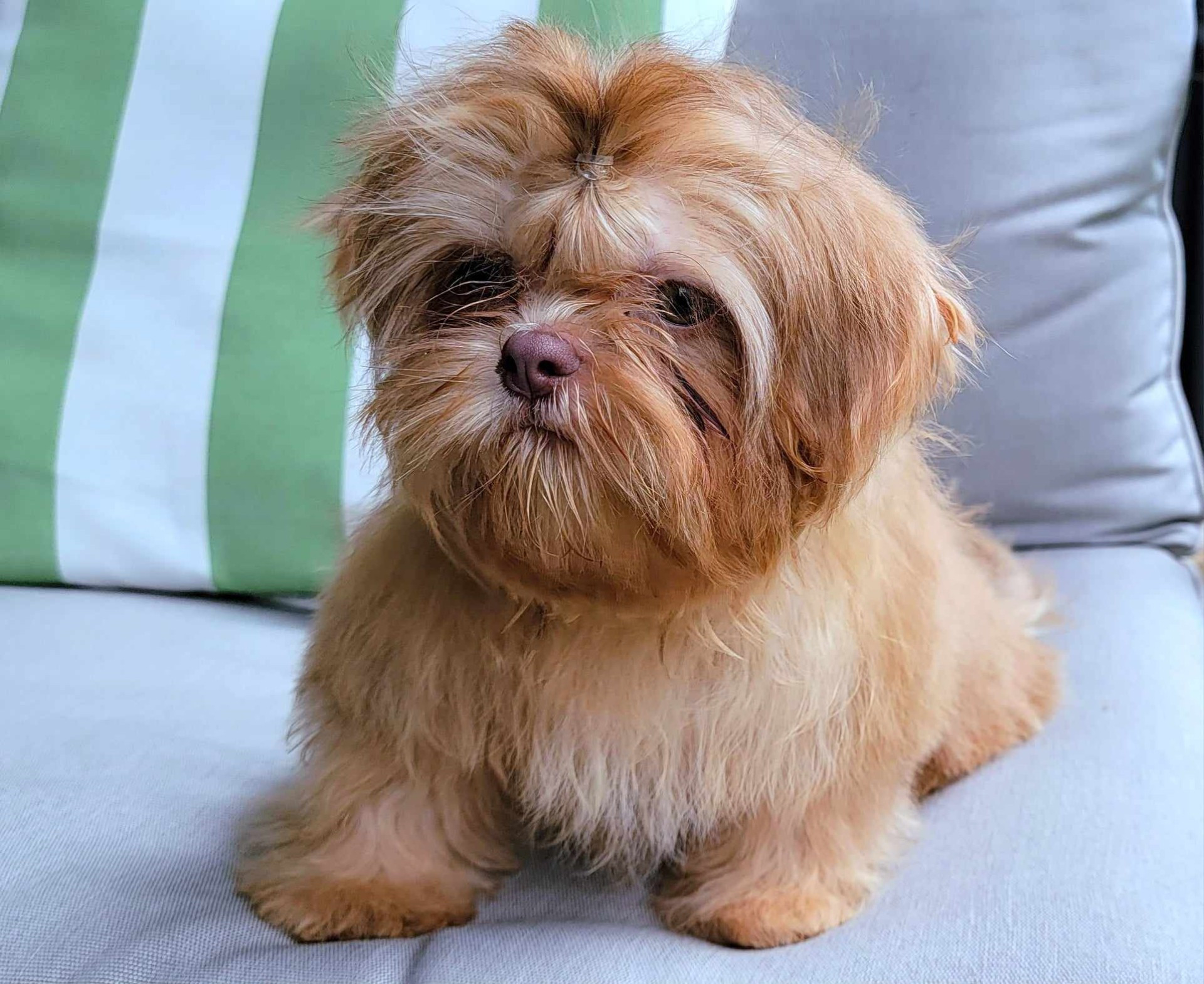 Dobie marked hot sale shih tzu