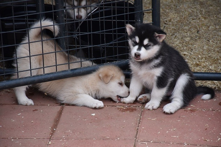 Siberian malamute puppies sales for sale