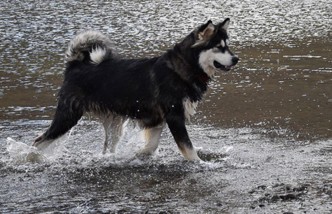 Tan Alaskan Malamute