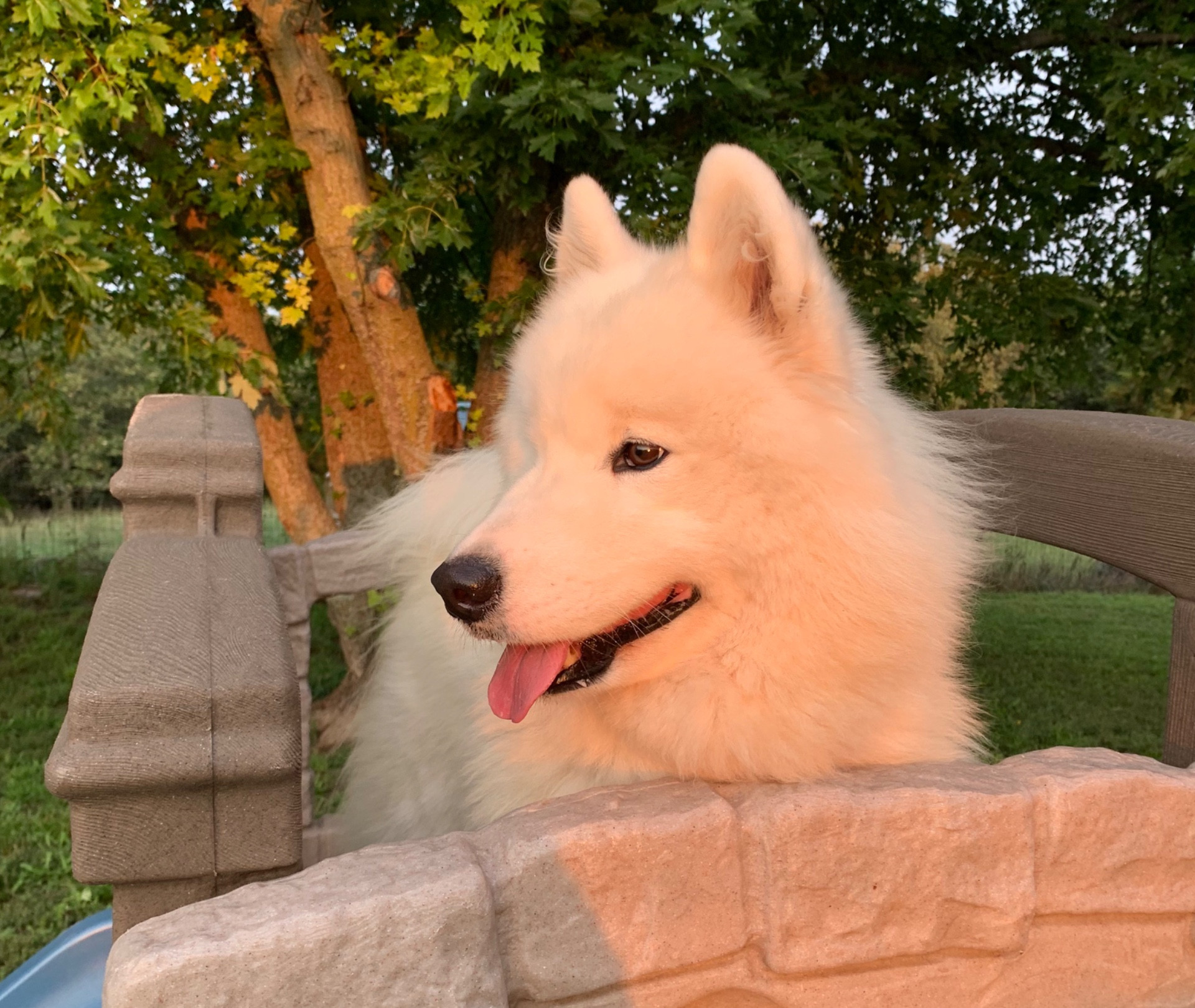 Sassy Sam's Samoyeds