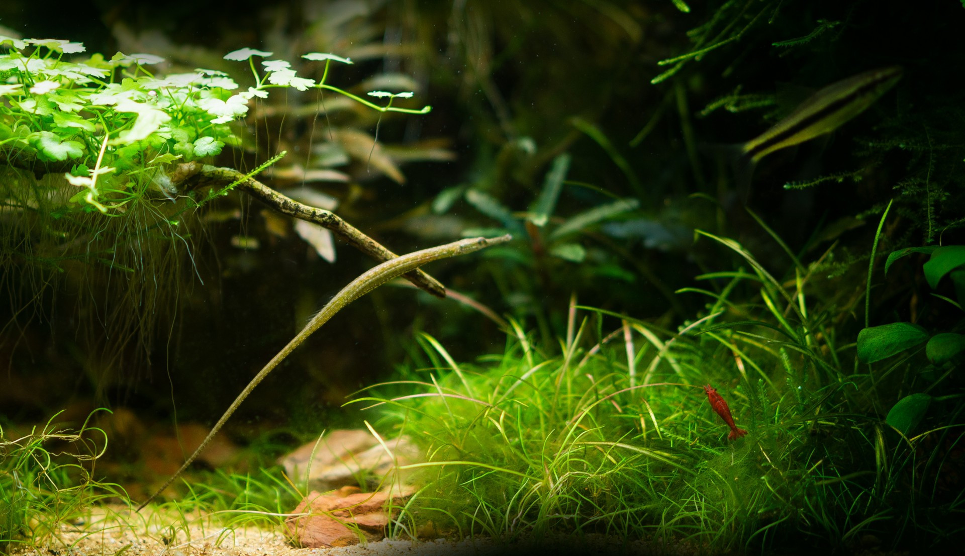 Aquafield Luxury Aquariums, Paludariums, Diverse Aquatic Flora and