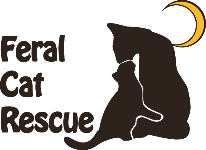 Feral sales cat rescue