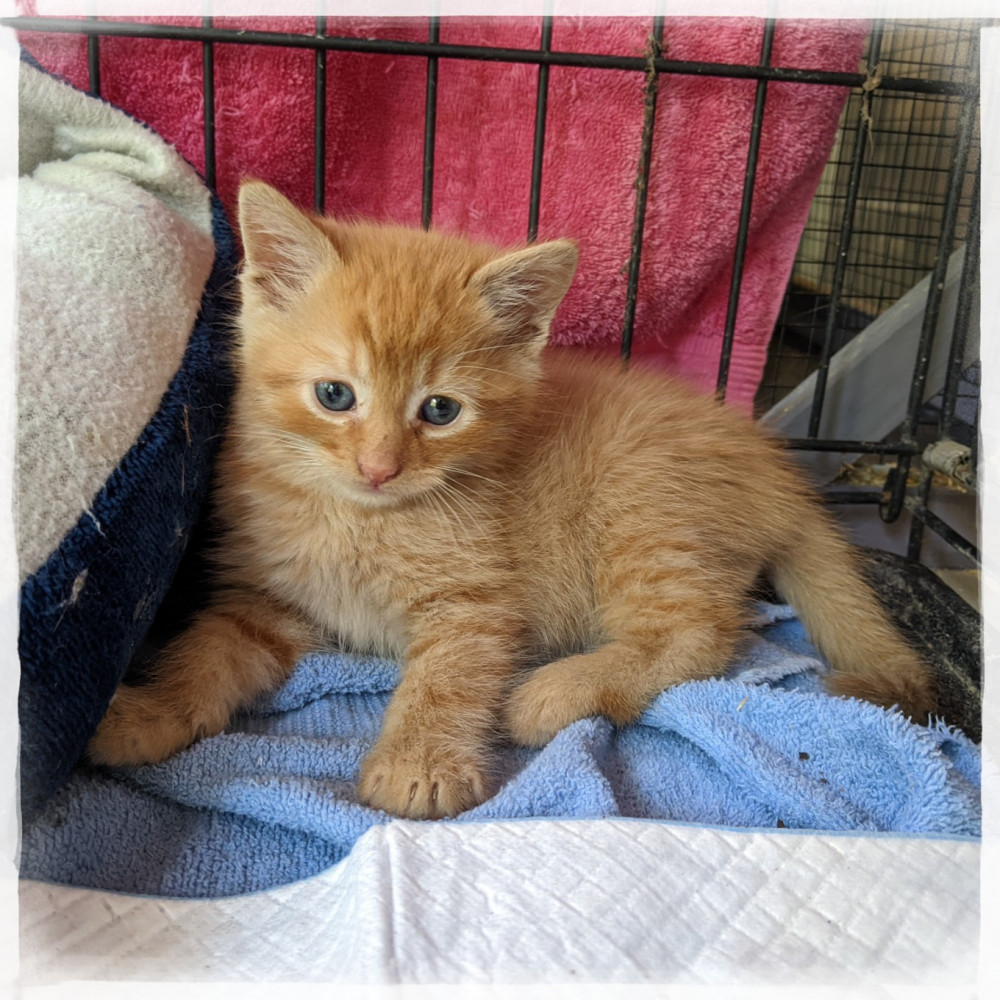 Getting Kittens Kittens