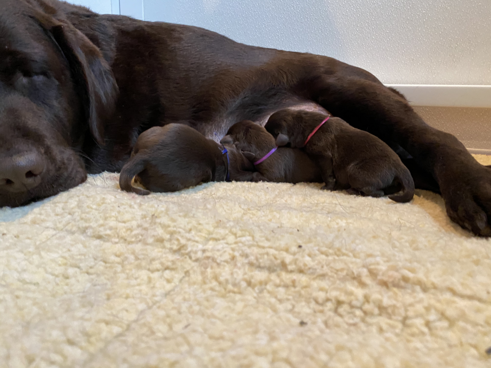 Mid Michigan Labrador Retriever Club, Inc.