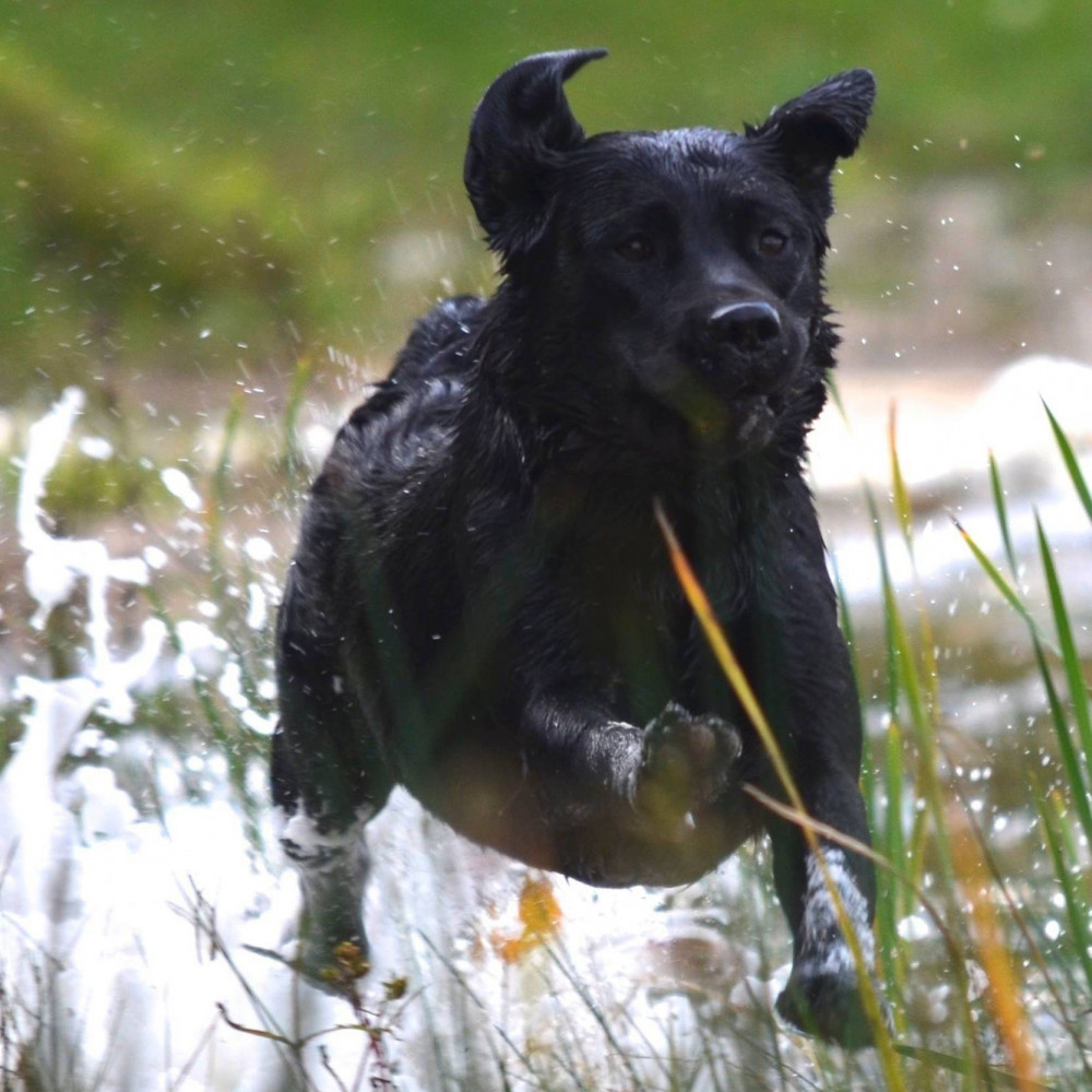 Mid Michigan Labrador Retriever Club, Inc.