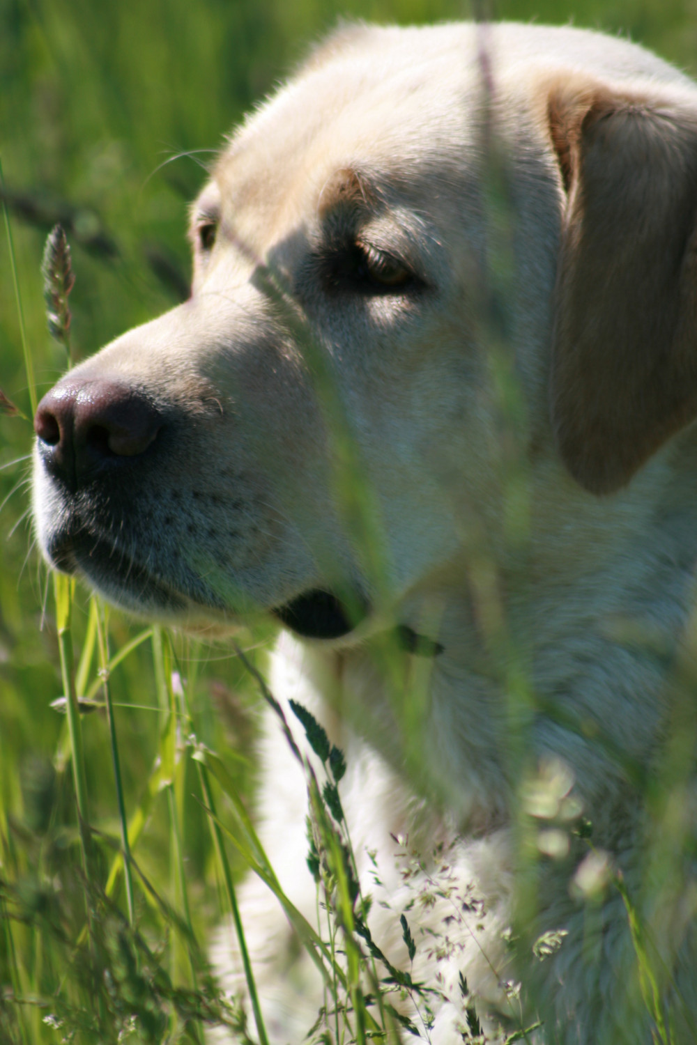 Mid Michigan Labrador Retriever Club, Inc.