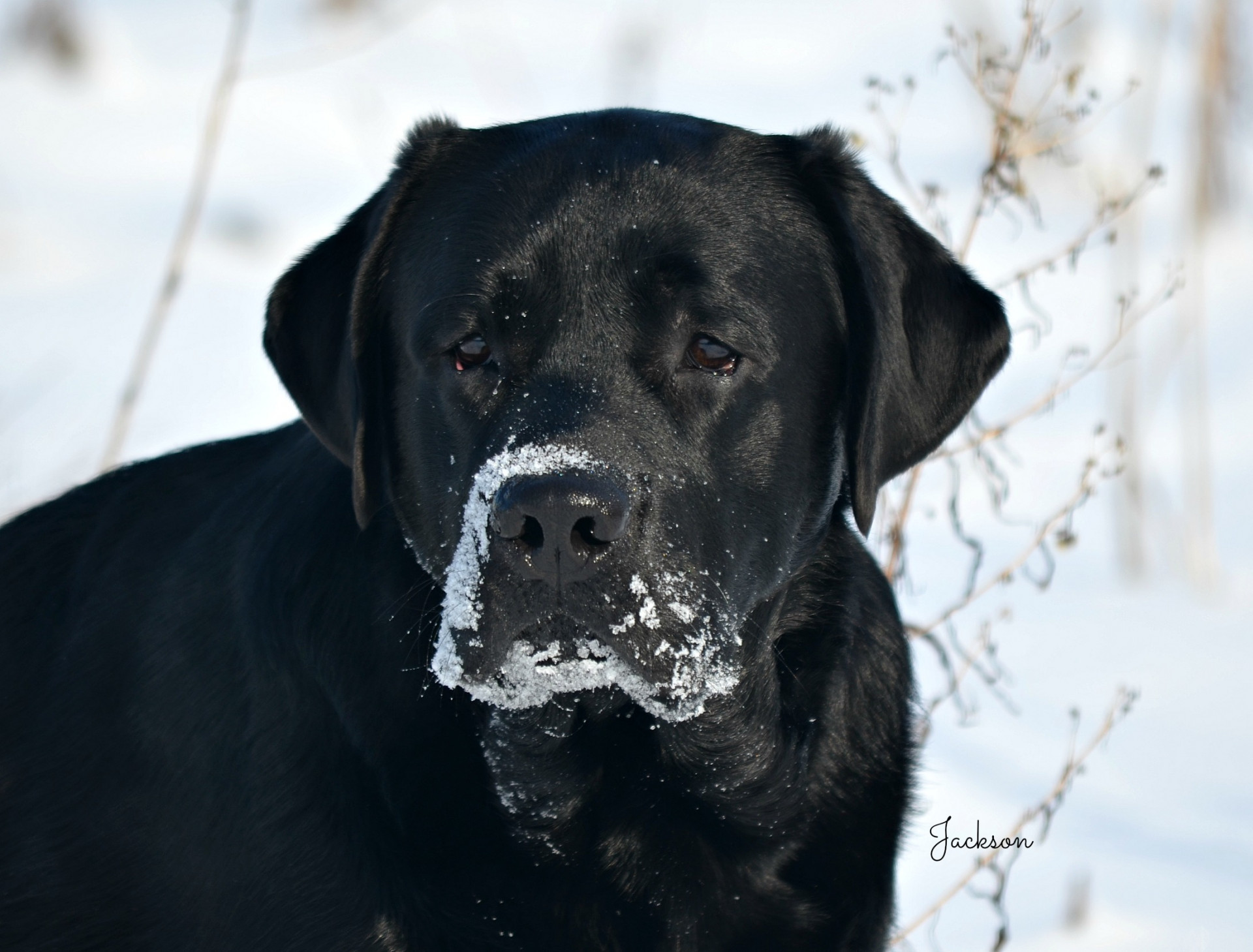 Mid Michigan Labrador Retriever Club, Inc.