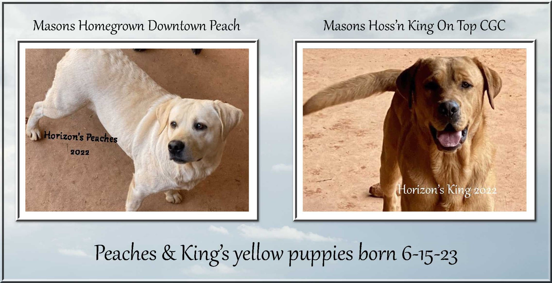 Peaches King puppies
