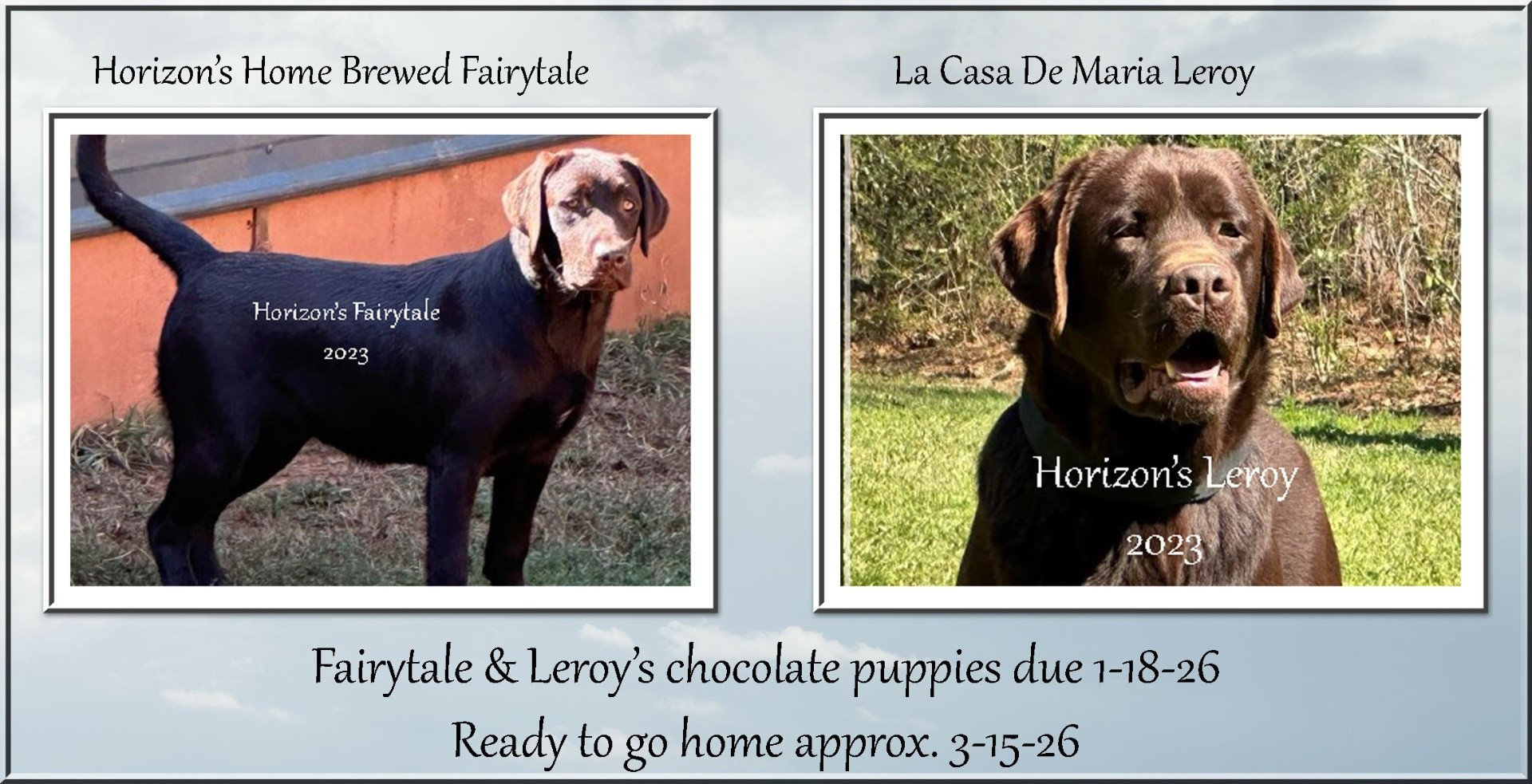 Labrador Retriever Puppies for Sale in San Diego, CA - Kamrose Labradors, image size:1920x983