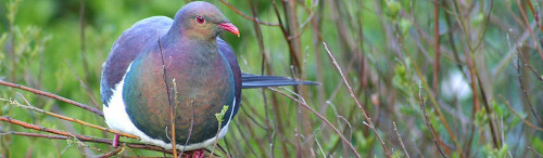 Project Kereru NZ