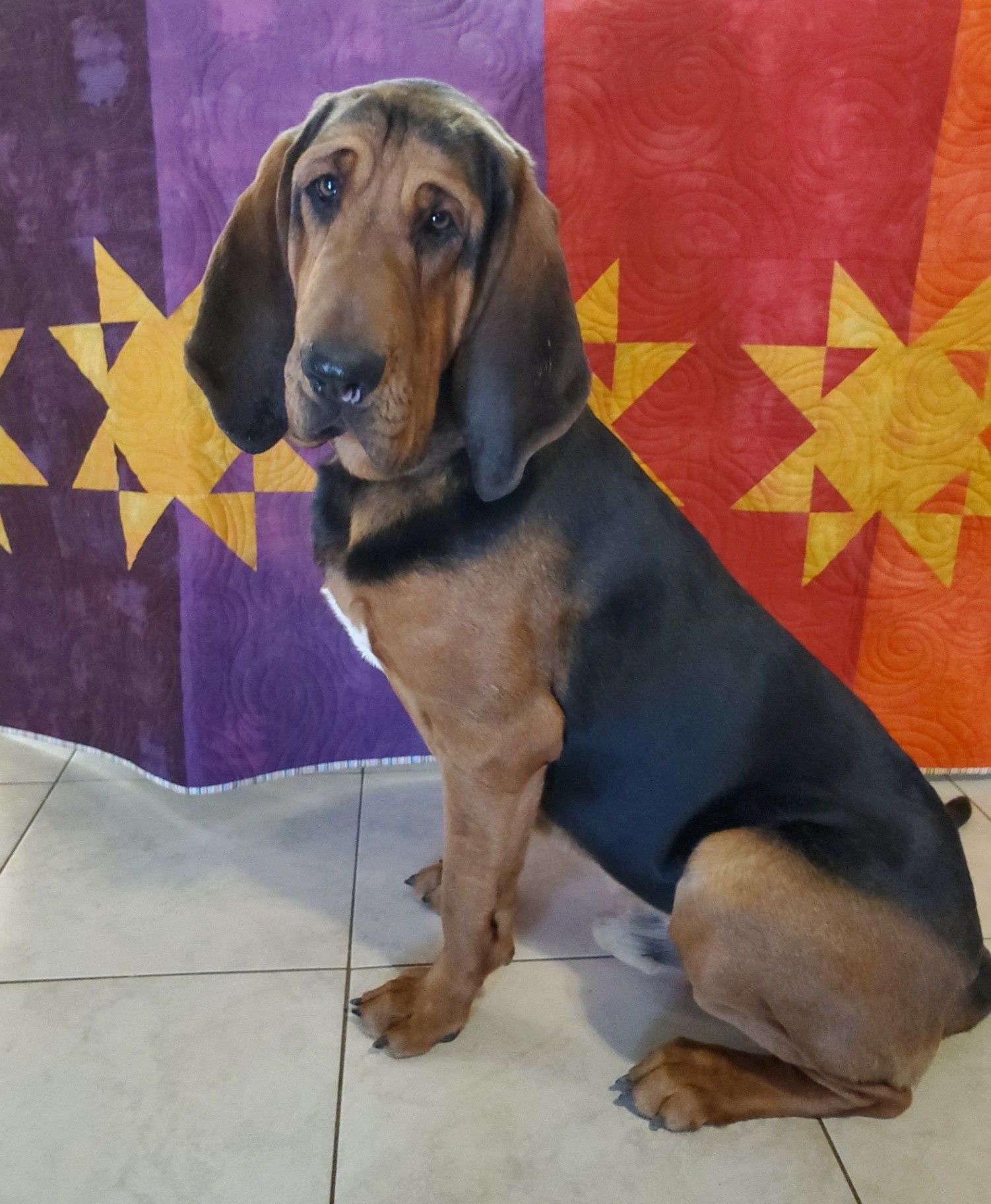 Crooked Creek Bloodhounds
