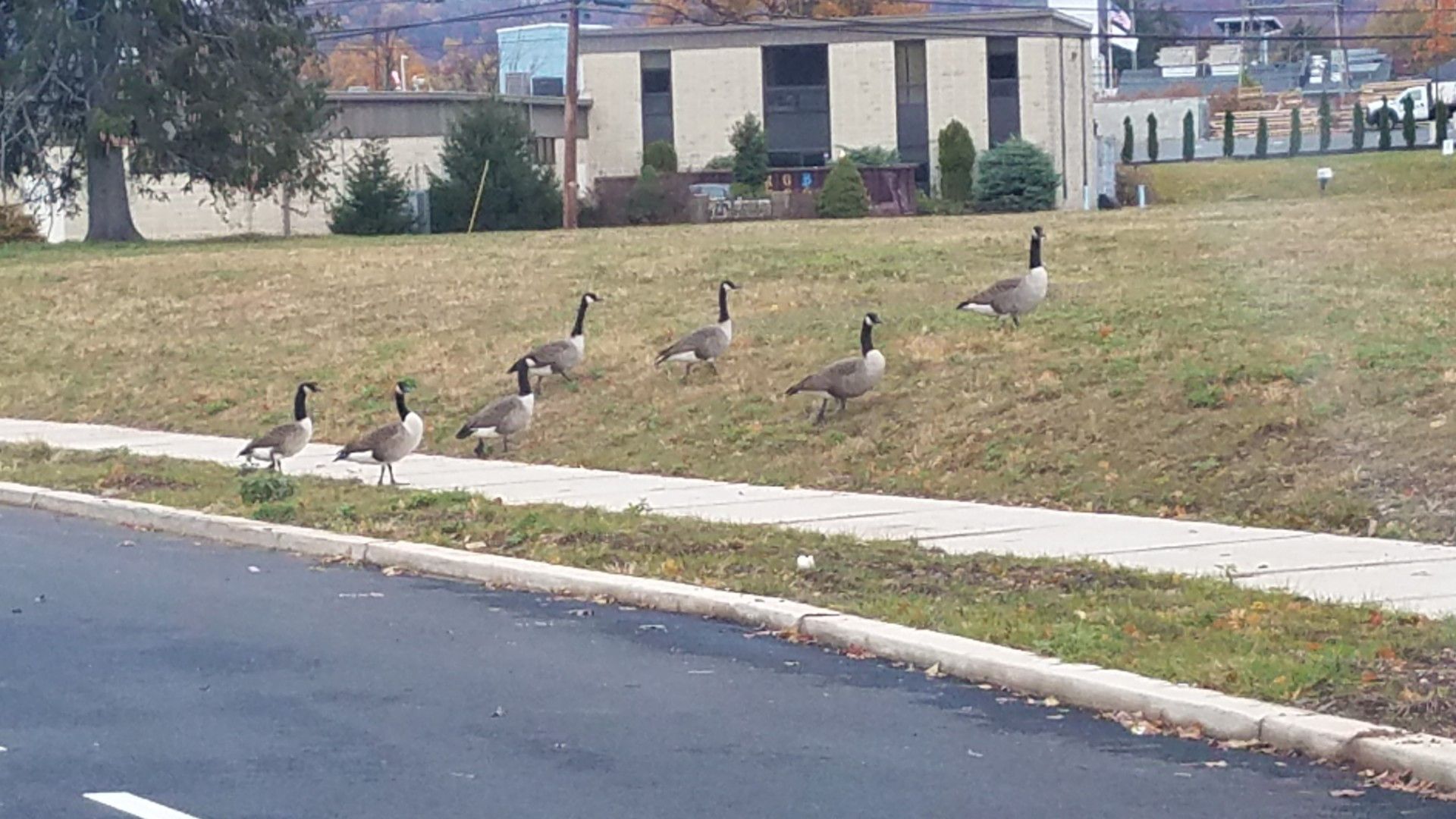 Toms Turkey Trot Nov 14 2021 9