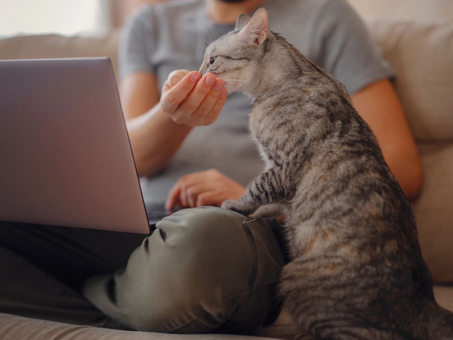 Remote working cat care