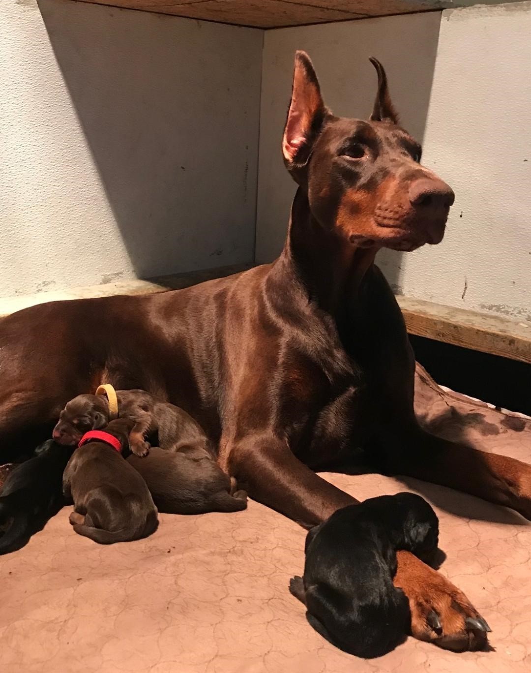 red european doberman