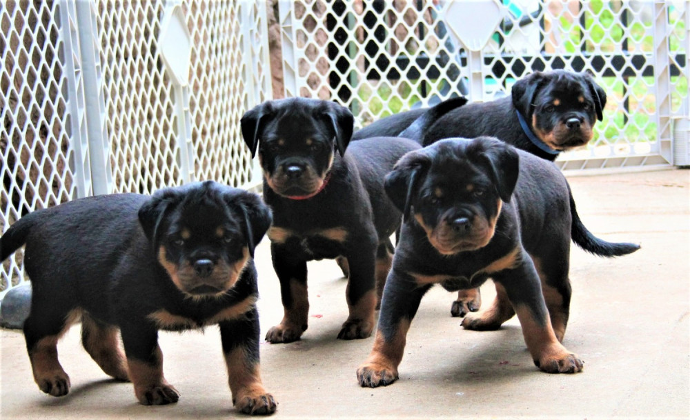 gladiator rottweiler puppies for sale