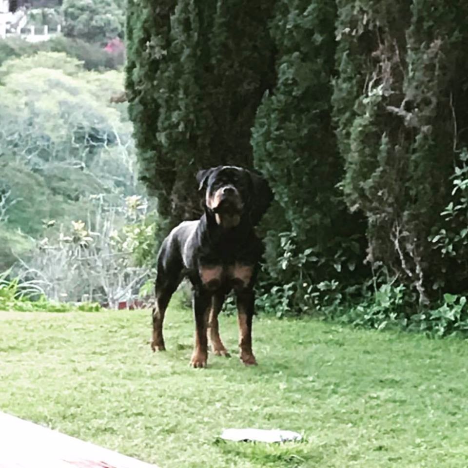 rottweiler puppies hawaii
