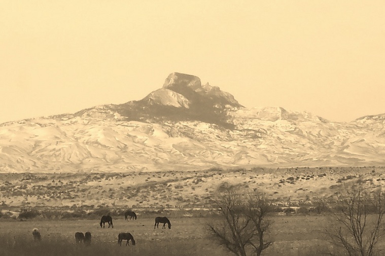 Accent Ranch Powell Cody Wyoming Quarter Horses Appaloosa's Norwegian Fjord's