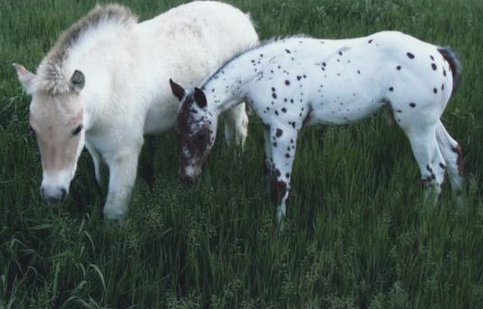 Lover__Thor_and_their_Foal1.jpg