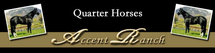 Accent Ranch Quarter Horses
