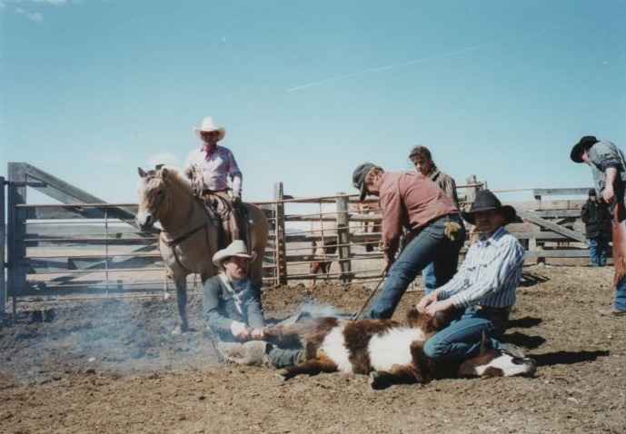 Accent Ranch Branding Norwegian Fjord