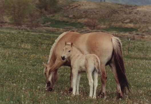 Norwegian Fjord Mare and Foal Colt