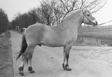 Bjorgard (Norwegian Fjord Sire of our Stud Thor)