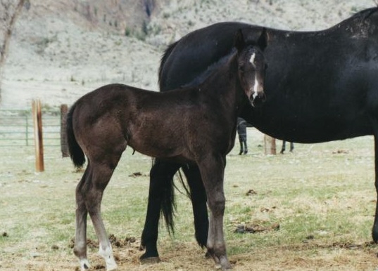 Quarter Horse Colt