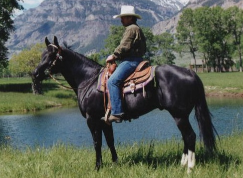 Zip's Commander Black Quarter Horse Stallion