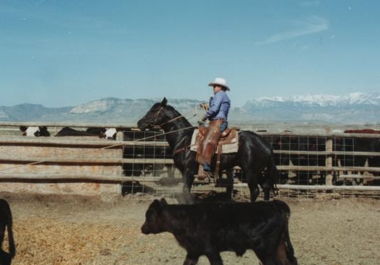 Accent Ranch Branding Black Quarter Horse Stallion